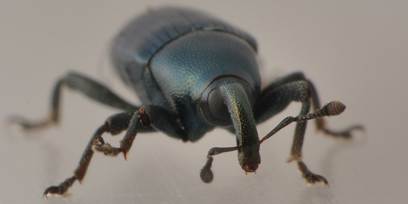 Curculionida:  Baris sp?  No, Melanobaris laticollis e Aulacobaris chlorizans